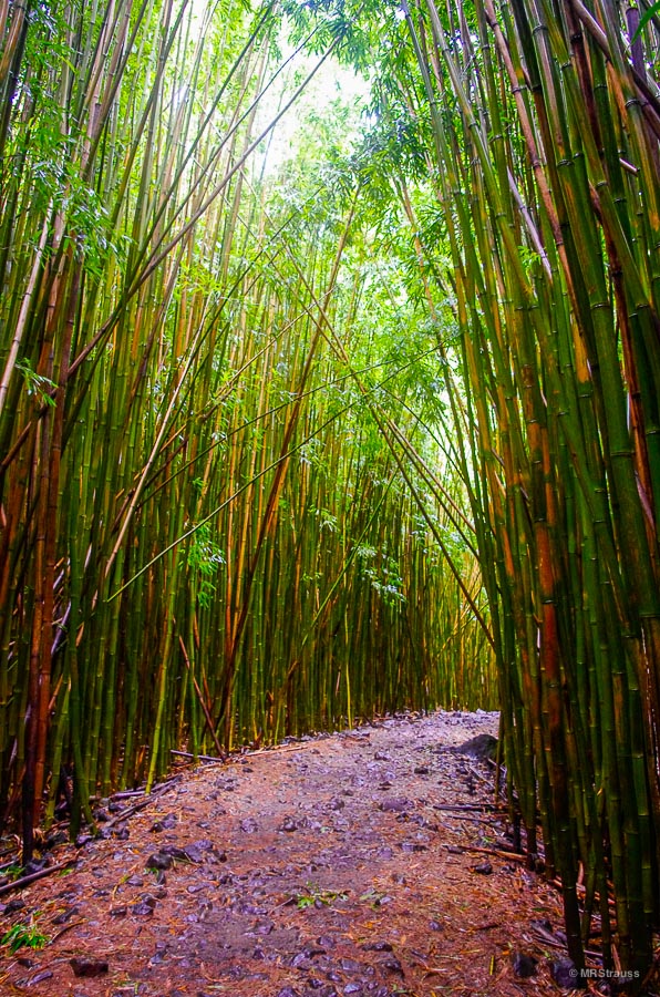 Bamboo