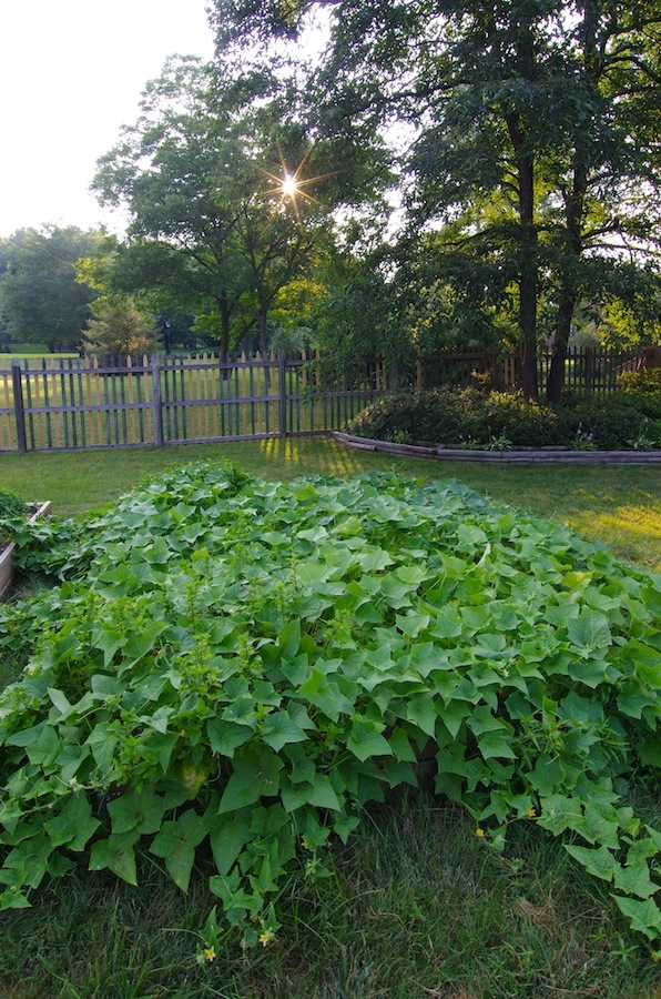 Cucumbers