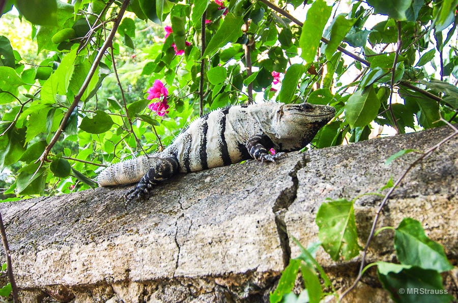Well-fed Iguana on the grounds of Hacienda Chichén