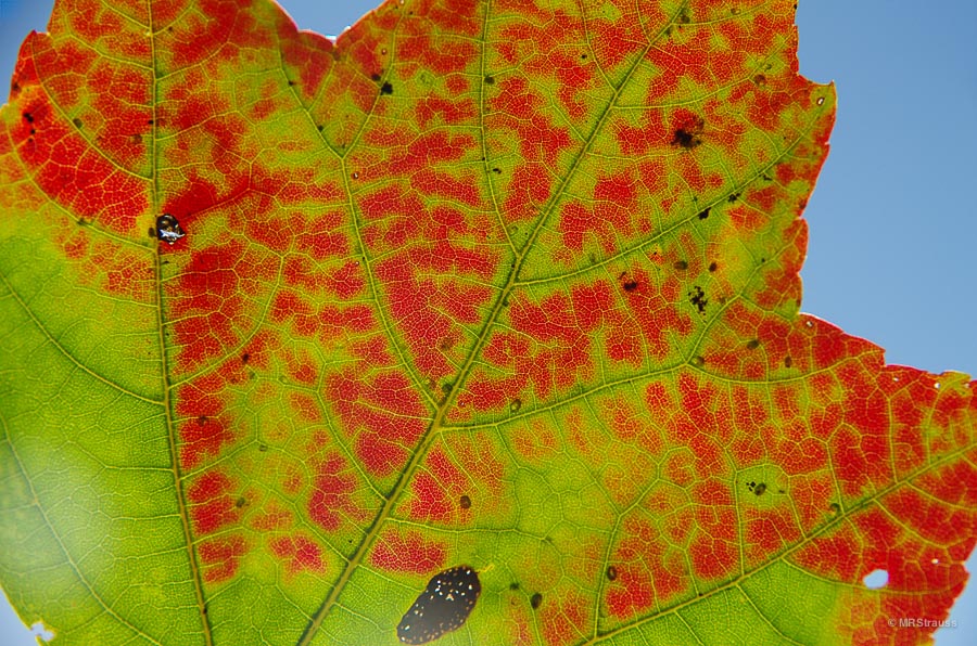 Leaf-Watermark