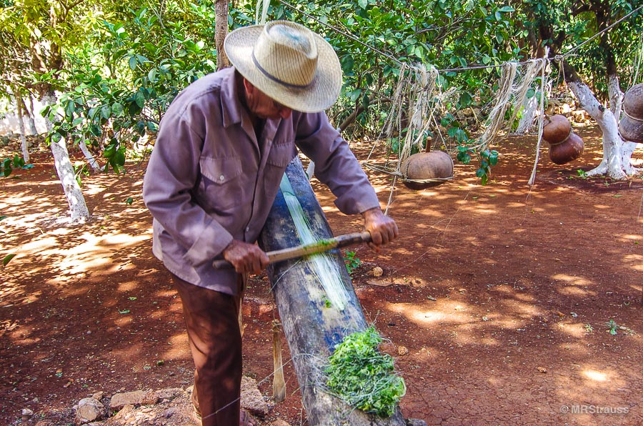 Henequen leaf being prepared for rope