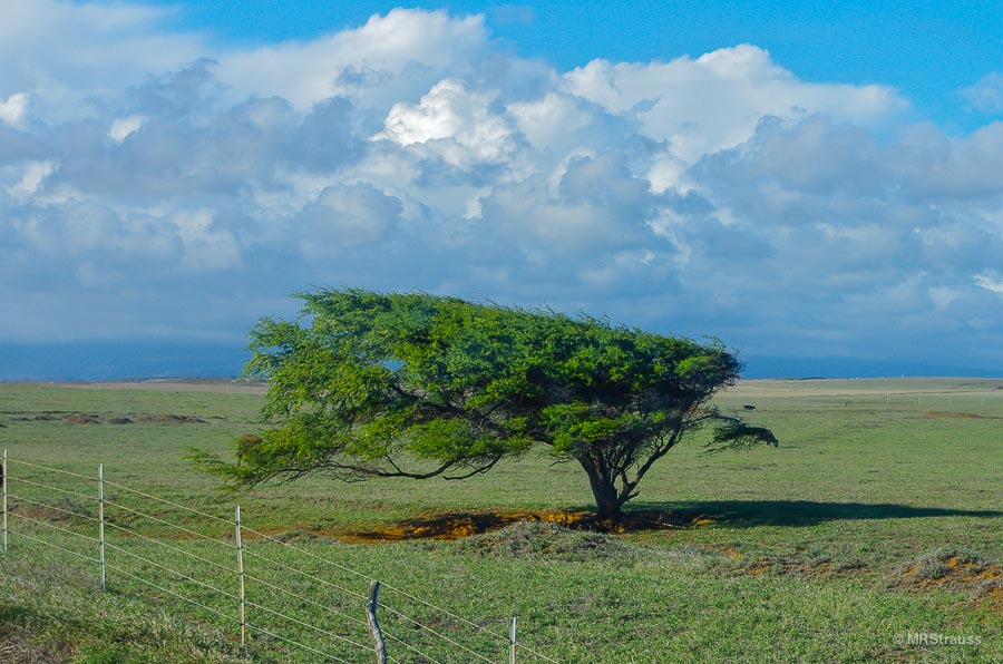 Wind Tree