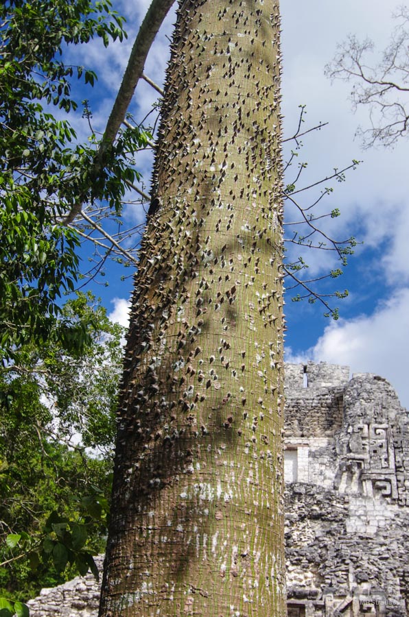 Ceiba Tree Better Copyright